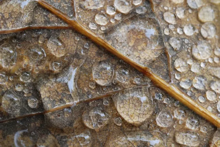 Framed Print : Water droplets on an oak leaf Framed Print : Water droplets on an oak leaf