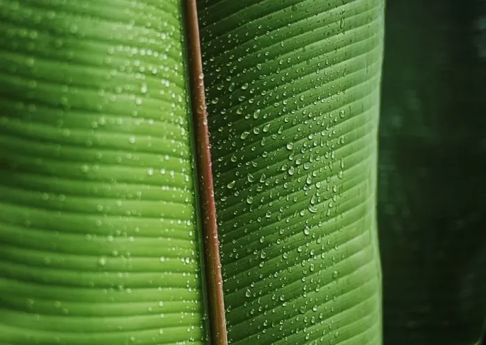 Framed Print : Water drops on a banana leaf Framed Print : Water drops on a banana leaf