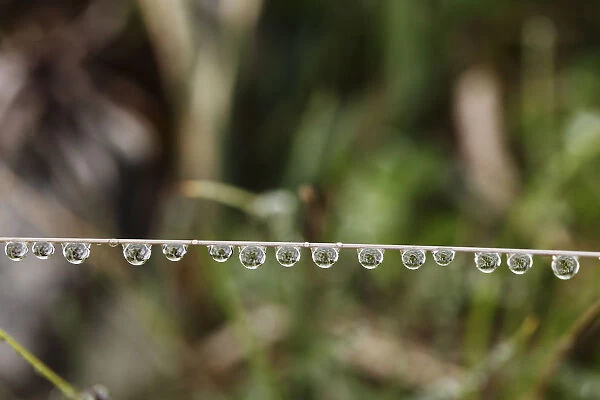 Water drops on a blade of grass, Ireland, Europe