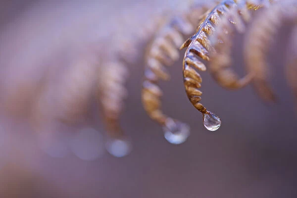 Water Drops on Fern