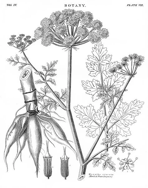 Water dropwort botany engraving 1878