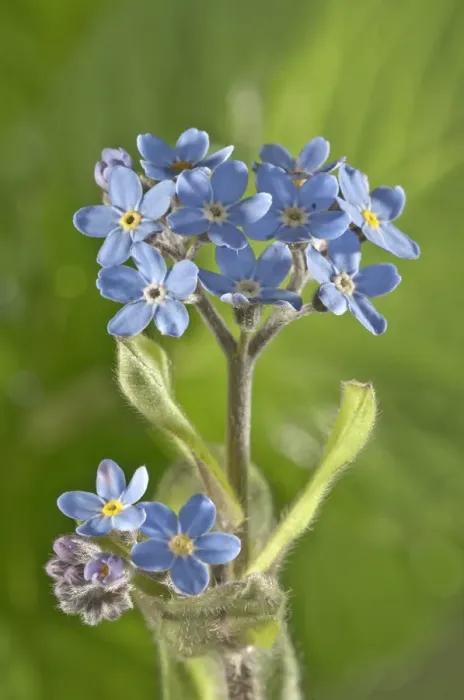 Framed Print : Water Forget-me-not or True Forget-me-not -Myosotis palustris-, Untergroningen, Abtsgmuend, Baden-Wurttemberg, Germany Framed Print : Water Forget-me-not or True Forget-me-not -Myosotis palustris-, Untergroningen, Abtsgmuend, Baden-Wurttemberg, Germany