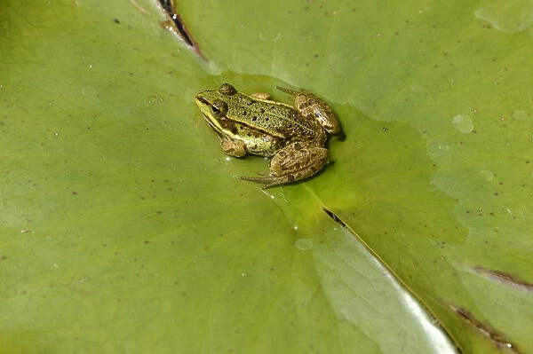 Water frog -Pelophylax esculentus or Rana esculenta-, perched on lily pad, Zug, Switzerland, Europe