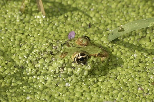 Water Frog -Rana sp. - in water covered with duckweed, Leptokaria, Greece, Europe