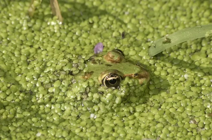 Framed Print : Water Frog -Rana sp. - in water covered with duckweed, Leptokaria, Greece, Europe Framed Print : Water Frog -Rana sp. - in water covered with duckweed, Leptokaria, Greece, Europe