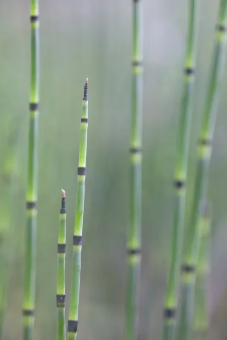 Framed Print : Water Horsetail or Swamp Horsetail -Equisetum fluviatile-, Emsland region, Lower Saxony, Germany, Europe