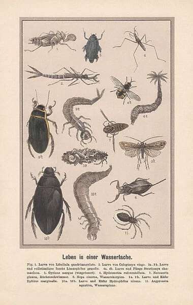 Water insects in a biotope, hand-colored lithograph, published in 1889