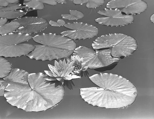 Water lilies, (B&W), elevated view