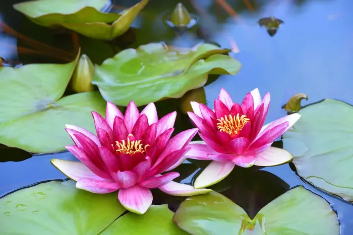 Framed Print : Water Lilies -Nymphaea-, Baden-Wurttemberg, Germany Framed Print : Water Lilies -Nymphaea-, Baden-Wurttemberg, Germany