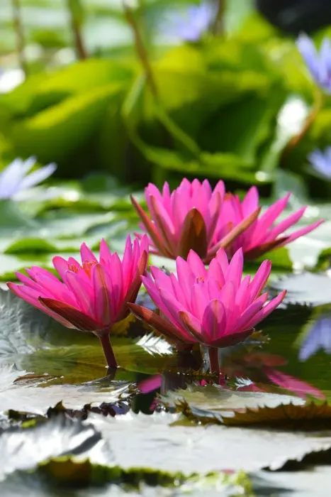 Framed Print : Water Lilies -Nymphaea-, Baden-Wurttemberg, Germany Framed Print : Water Lilies -Nymphaea-, Baden-Wurttemberg, Germany