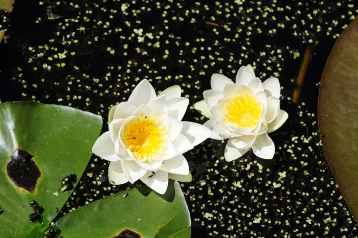 Framed Print : Water lilies (Nymphaea) on Montiggler See lake, on the Weinstrasse wine route, Oltradige, Southern Tyrol, Italy, Europe Framed Print : Water lilies (Nymphaea) on Montiggler See lake, on the Weinstrasse wine route, Oltradige, Southern Tyrol, Italy, Europe