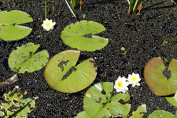 Water lilies (Nymphaea) on Montiggler See lake, on the Weinstrasse wine route, Oltradige, Southern Tyrol, Italy, Europe