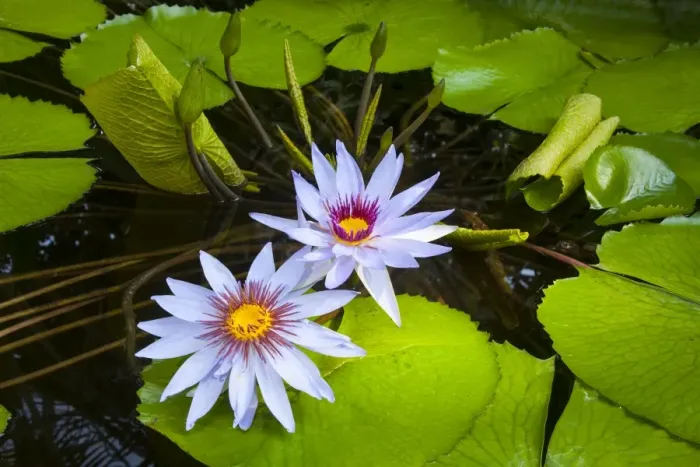 Framed Print : Water Lilies -Nymphaea-, Planten un Blomen Botanical Garden, Hamburg, Germany Framed Print : Water Lilies -Nymphaea-, Planten un Blomen Botanical Garden, Hamburg, Germany