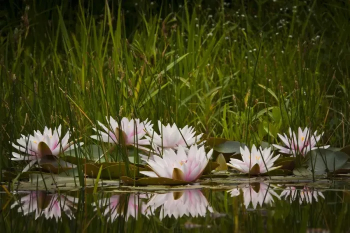 Framed Print : Water lilies -Nymphaea sp. -, cultivar Framed Print : Water lilies -Nymphaea sp. -, cultivar