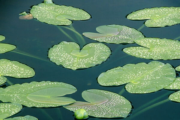 Water lilies (Nymphaeaceae Euryale) floating in small tundra pond