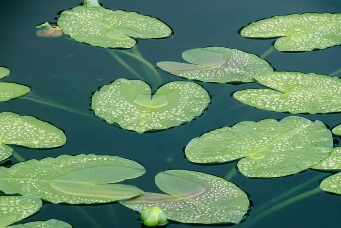 Framed Print : Water lilies (Nymphaeaceae Euryale) floating in small tundra pond