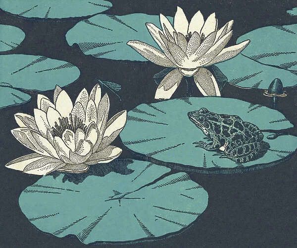 Water Lillies and Toad