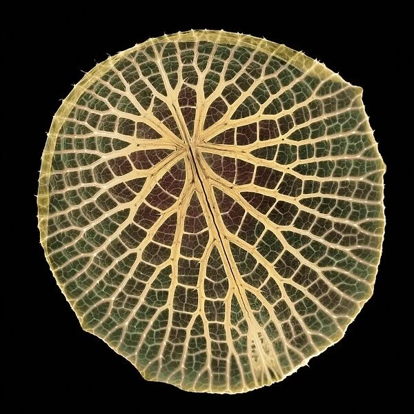 Water lily leaf, X-ray