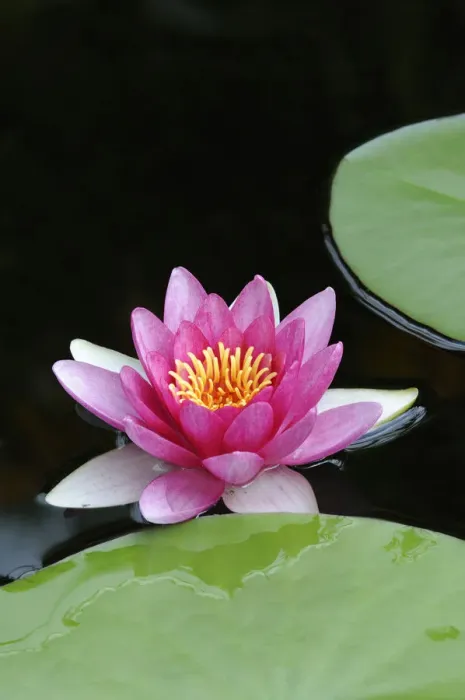 Framed Print : Water Lily (Nymphaea) Framed Print : Water Lily (Nymphaea)
