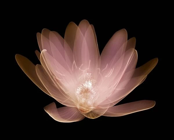 Water lily (Nymphaea alba), X-ray