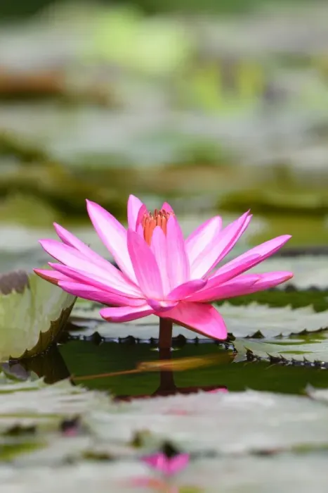 Framed Print : Water Lily -Nymphaea-, Baden-Wurttemberg, Germany Framed Print : Water Lily -Nymphaea-, Baden-Wurttemberg, Germany