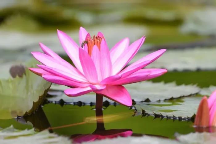 Framed Print : Water Lily -Nymphaea-, Baden-Wurttemberg, Germany Framed Print : Water Lily -Nymphaea-, Baden-Wurttemberg, Germany