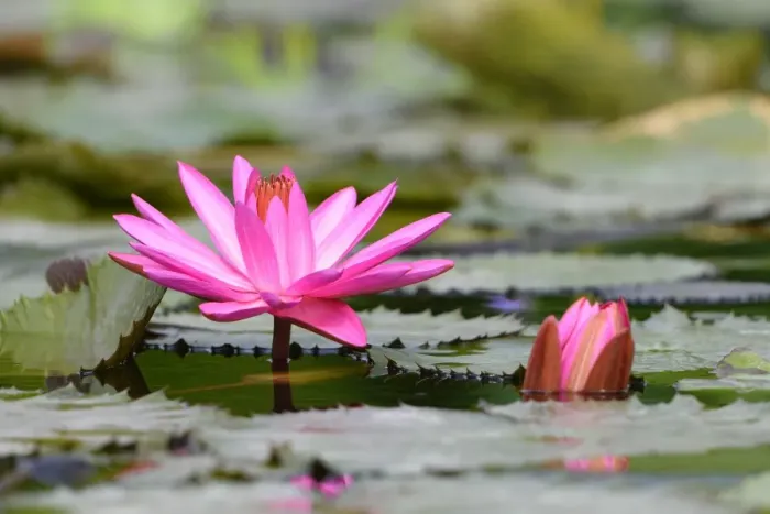 Framed Print : Water Lily -Nymphaea-, Baden-Wurttemberg, Germany Framed Print : Water Lily -Nymphaea-, Baden-Wurttemberg, Germany
