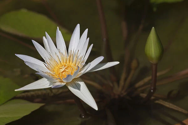 Water lily -Nymphaea colorata-, white