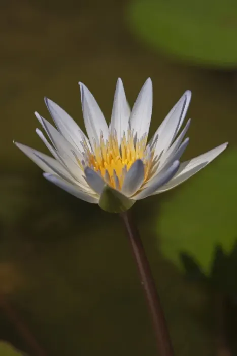 Framed Print : Water lily -Nymphaea colorata-, white Framed Print : Water lily -Nymphaea colorata-, white