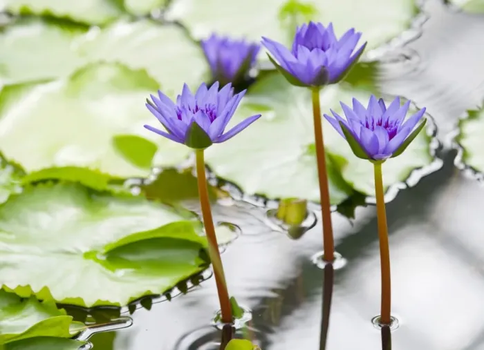 Framed Print : Water lily -Nymphaea-, hybrid George T. Moore, flowering, Thuringia, Germany Framed Print : Water lily -Nymphaea-, hybrid George T. Moore, flowering, Thuringia, Germany