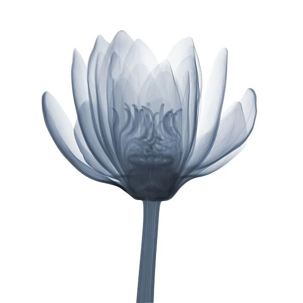 Water lily (Nymphaea odorata), X-ray