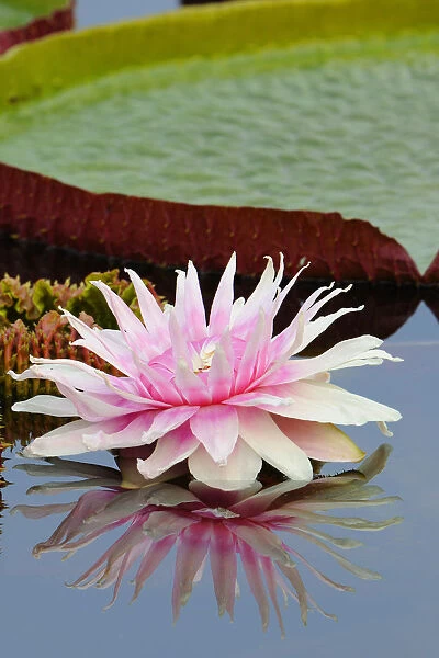 Water lily -Victoria amazonica-, water lily pond, Stuttgart, Baden-Wuerttemberg, Germany, Europe