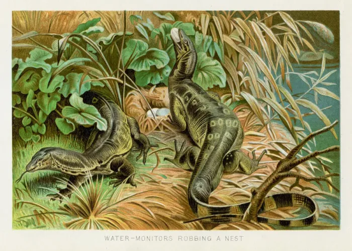 Framed Print : Water monitor chromolithograph 1896