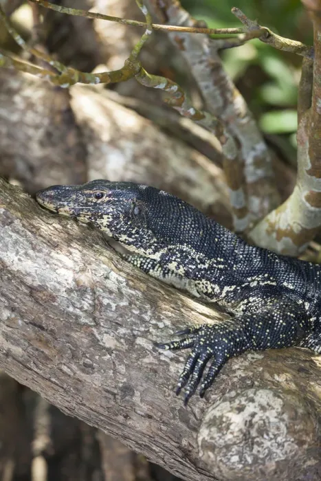 Framed Print : Water Monitor -Varanus salvator-, nature reserve near Godahena, Galle region, Southern Province, Sri Lanka