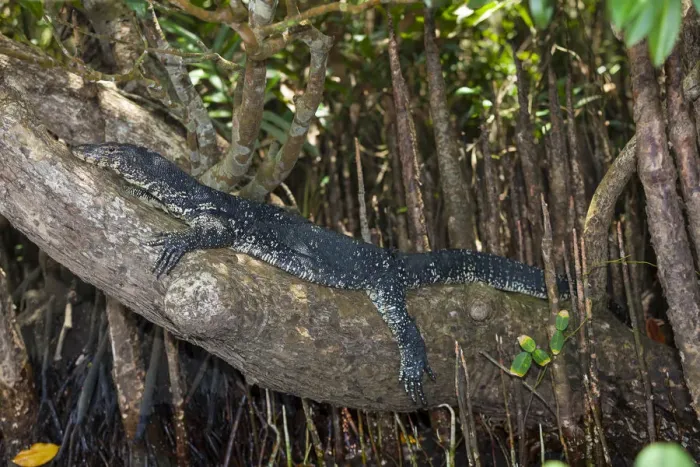 Framed Print : Water Monitor -Varanus salvator-, nature reserve near Godahena, Galle region, Southern Province, Sri Lanka Framed Print : Water Monitor -Varanus salvator-, nature reserve near Godahena, Galle region, Southern Province, Sri Lanka