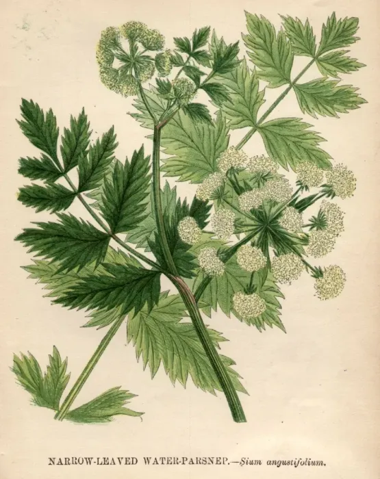 Framed Print : Water Parsnip Framed Print : Water Parsnip