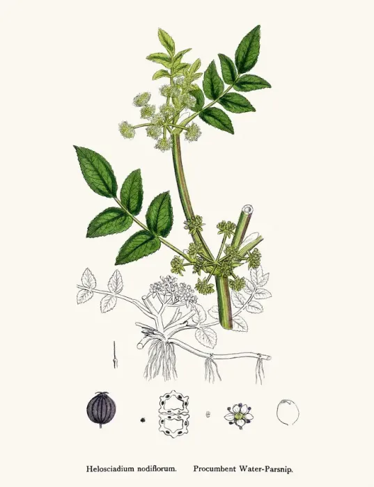 Framed Print : Water Parsnip plant used as diuretic and lazative Framed Print : Water Parsnip plant used as diuretic and lazative