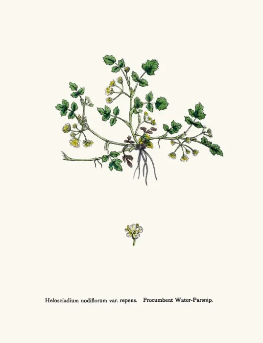 Framed Print : Water Parsnip plant used as diuretic and lazative Framed Print : Water Parsnip plant used as diuretic and lazative