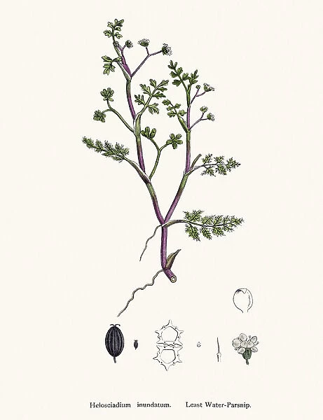 Water Parsnip plant used as diuretic and lazative