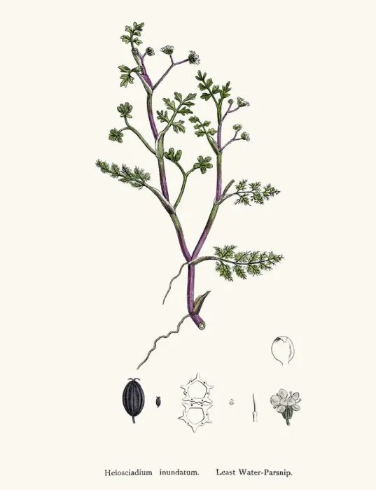 Framed Print : Water Parsnip plant used as diuretic and lazative Framed Print : Water Parsnip plant used as diuretic and lazative