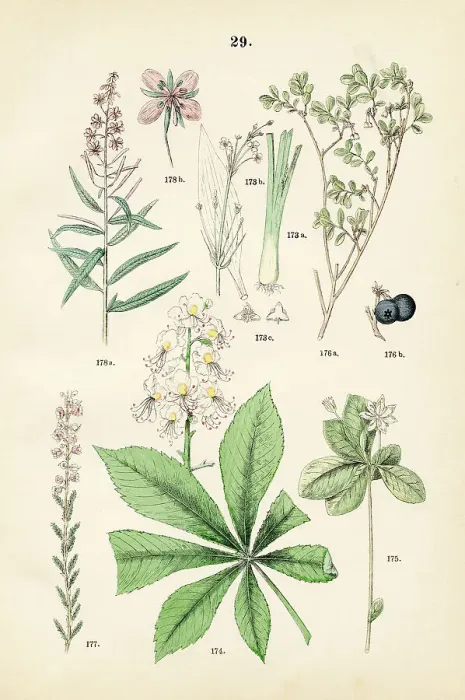 Framed Print : Water plantain, horse chestnut, arctic starflower, alpine blueberry, heath, fireweed - Botanical illustration 1883 Framed Print : Water plantain, horse chestnut, arctic starflower, alpine blueberry, heath, fireweed - Botanical illustration 1883
