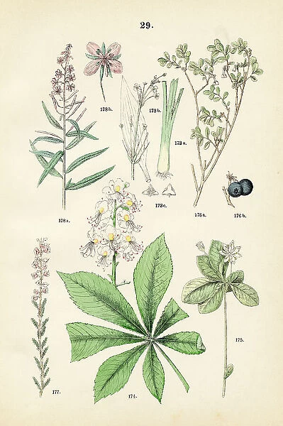 Water plantain, horse chestnut, arctic starflower, alpine blueberry, heath, fireweed - Botanical illustration 1883