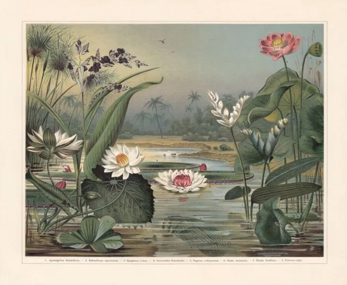 Framed Print : Water plants, chromolithograph, published in 1897 Framed Print : Water plants, chromolithograph, published in 1897