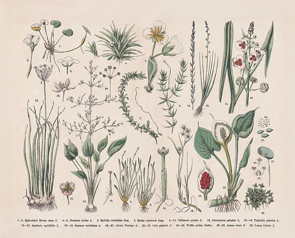 Water plants, hand-colored wood engraving, published in 1887