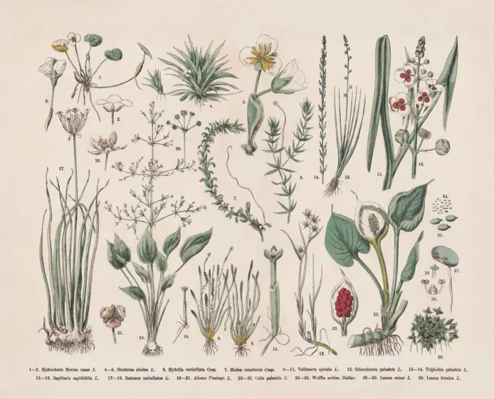 Framed Print : Water plants, hand-colored wood engraving, published in 1887 Framed Print : Water plants, hand-colored wood engraving, published in 1887