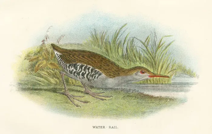 Framed Print : Water rail birds from Great Britain 1897 Framed Print : Water rail birds from Great Britain 1897