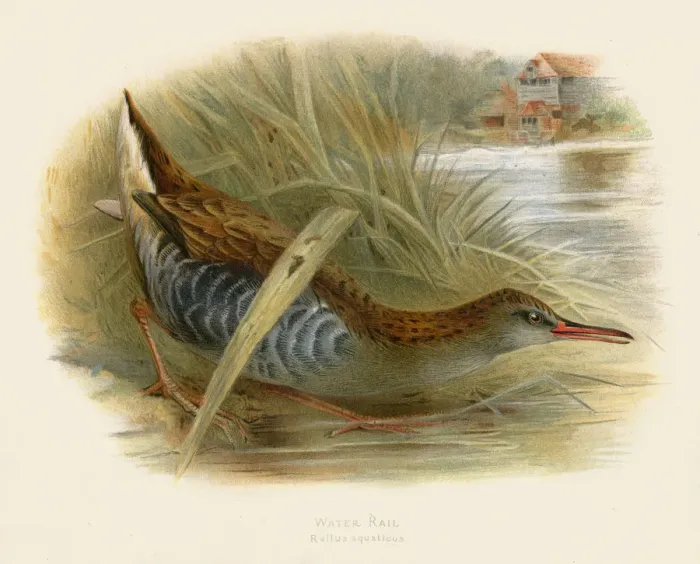 Framed Print : Water rail engraving 1900 Framed Print : Water rail engraving 1900