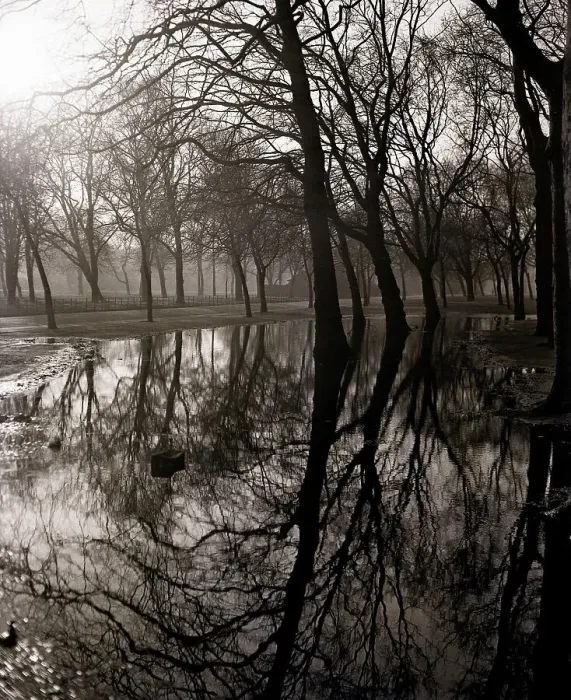 Framed Print : Water Reflecting the Trees of Victoria Park Framed Print : Water Reflecting the Trees of Victoria Park