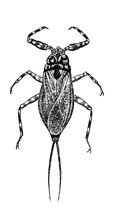 Framed Print : Water scorpion (Nepa cinerea)