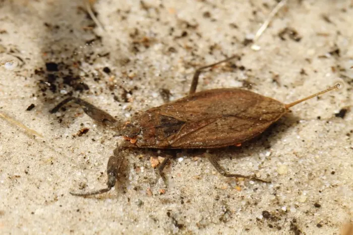 Framed Print : Water Scorpion -Nepa cinerea-, Schwaanhavel, Mecklenburg-Strelitz district, Mecklenburg-Western Pomerania, Germany, Europe Framed Print : Water Scorpion -Nepa cinerea-, Schwaanhavel, Mecklenburg-Strelitz district, Mecklenburg-Western Pomerania, Germany, Europe